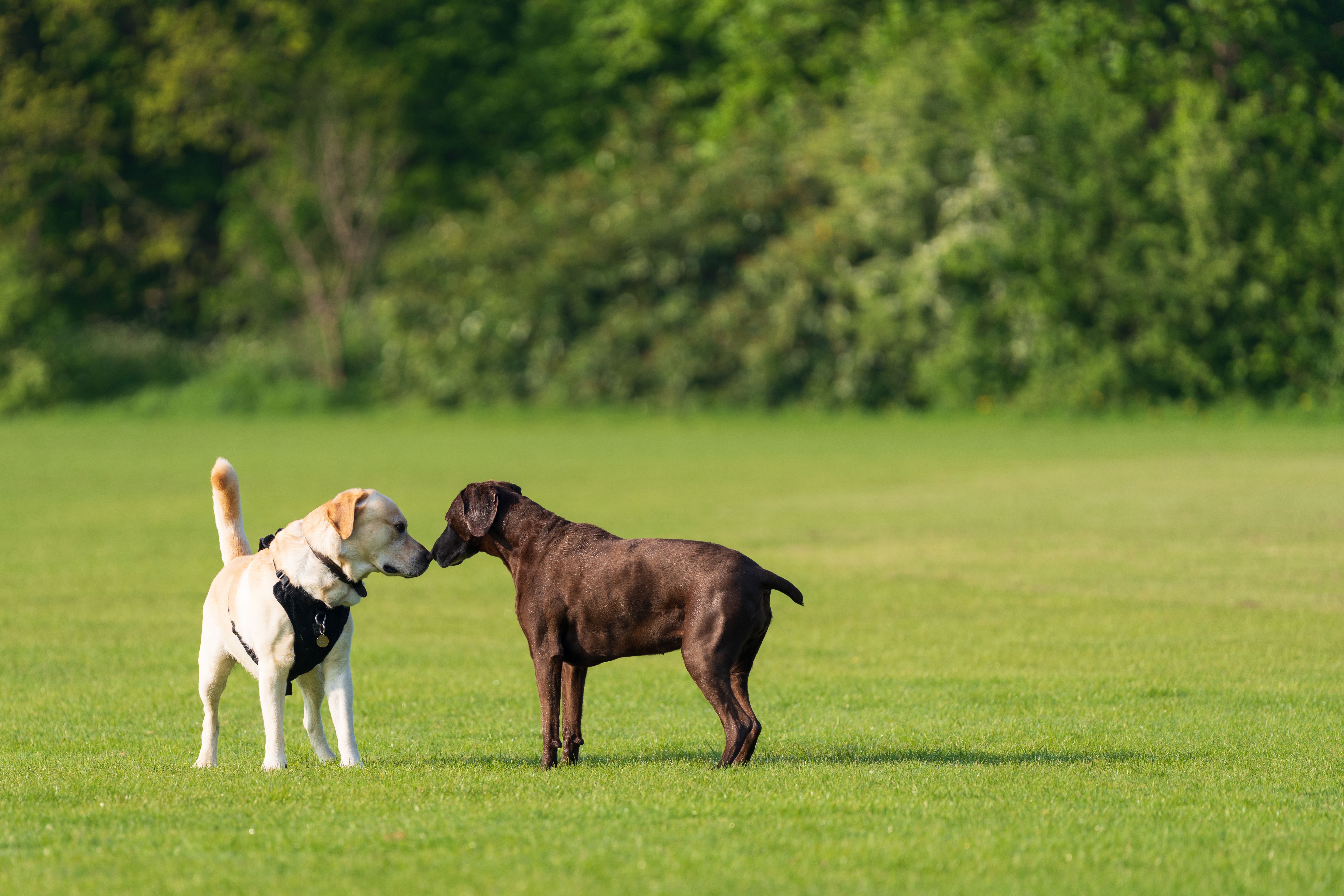 Dog-Friendly Parks in Cairns: Off-Leash Areas and Walking Trails